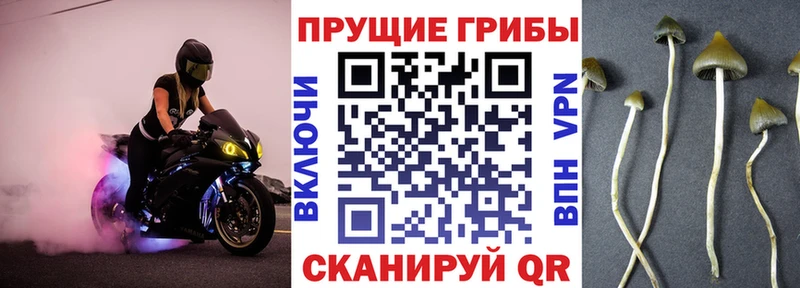 Купить закладки  Кизел  Псилоцибиновые грибы мицелий 